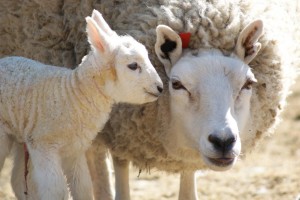 NRT Sheep Pasture in Easton MA