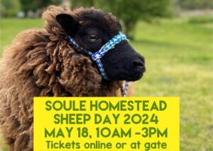Sheep Day at Soule Homestead in Middleboro 10-3pm  Saturday May 18th 