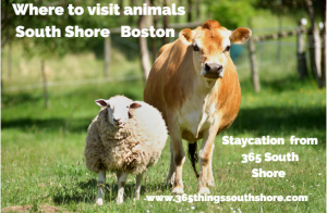 10 plus Farms & Zoos to Visit Animals South Shore Boston MA 2024