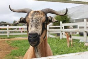 Plymouth County Sheriff County Farm Spring Festival 2018