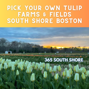 Pick Your Own Tulip Farms & Fields South Shore Boston 2024
